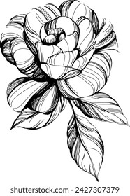 Rose flower isolated on white. hand drawn vintage.