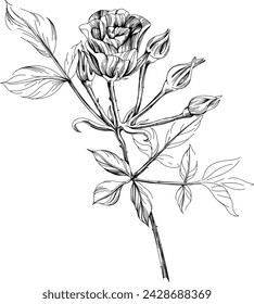 Rose flower isolated on white. hand drawn vintage.