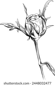 Rose flower isolated on white hand drawn vintage illustration. 