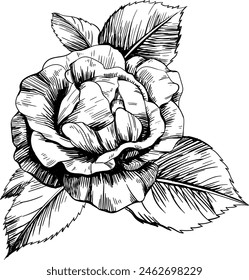 Rose flower isolated on white. hand drawn vintage.