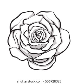 Rose flower isolated outline hand drawn. Stock line vector illustration.
