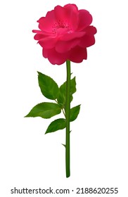Rose. Flower. Isolated. Stem. Green leaf. Floral background.