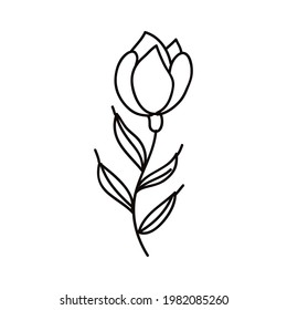 rose flower and leafs drawn style