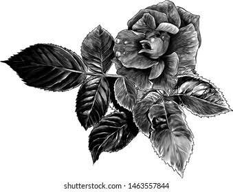 rose flower with leaves, sketch vector graphic monochrome illustration on white background