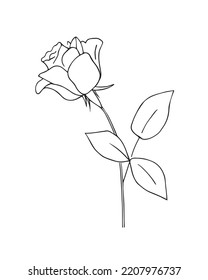 Flor de rosa con hojas y tallo. Ilustración vectorial, hecha a mano, sobre un fondo blanco.