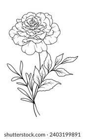 Rose flower Line Art. Rose flower outline Illustration. June Birth Month Flower. Rose flower outline isolated on white. Hand painted line art botanical illustration.