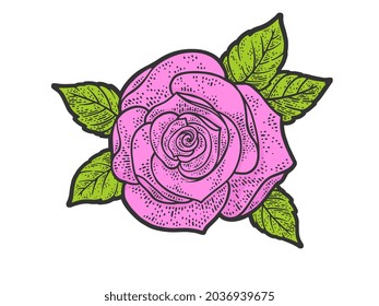 Rose flower line art pink color sketch engraving vector illustration. T-shirt apparel print design. Scratch board imitation. Black and white hand drawn image.