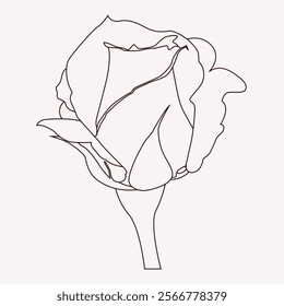 Rose Flower Line Art Vector Illustration