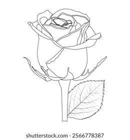 Rose Flower Line Art Vector Illustration