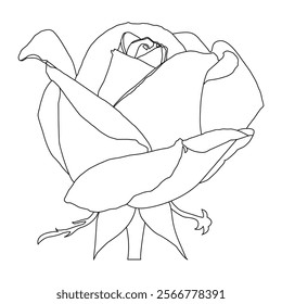 Rose Flower Line Art Vector Illustration
