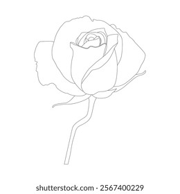 Rose Flower Line Art Vector IllustrationRose Flower Line Art Vector Illustration
