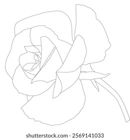 Rose Flower Line Art Vector IllustrationRose Flower Line Art Vector Illustration