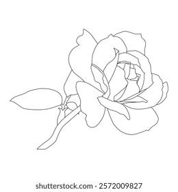 Rose Flower Line Art Vector IllustrationRose Flower Line Art Vector Illustration