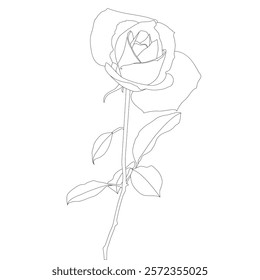Rose Flower Line Art Vector IllustrationRose Flower Line Art Vector Illustration