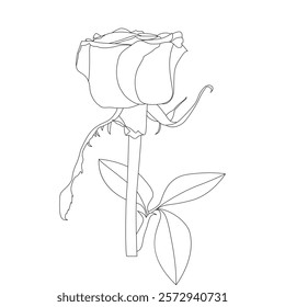 Rose Flower Line Art Vector IllustrationRose Flower Line Art Vector Illustration