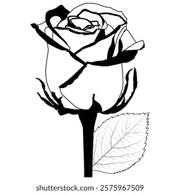 Rose Flower Line Art Vector IllustrationRose Flower Line Art Vector Illustration