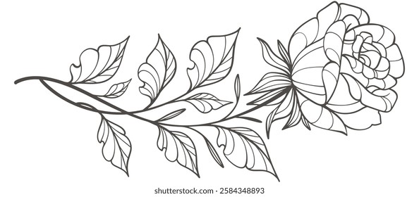 Rose flower line drawings. Black and white with line art on transparent backgrounds. Hand Drawn Botanical Illustrations. Vector eps