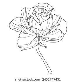 Rose. Flower. Linear flowers. Botany. Abstract linear flower. Vector illustration of a flower