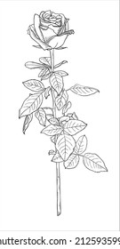 rose flower long stem with leaves vector sketch illustration