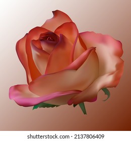 Rose flower on gradient background