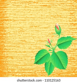 A rose flower on the vector background. eps 8