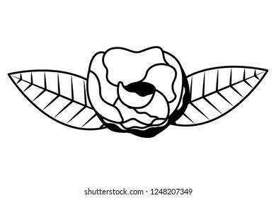 rose flower on white background