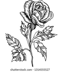 Rose flower on white background. Vector graphics. For postcards, printing, textiles, fashion, decor, posters, tableware, ceramics. Handmade.Vintage