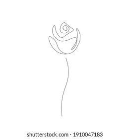 Rose flower on white background, vector illustration