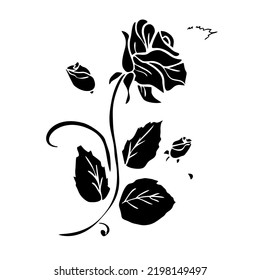 rose flower on a white background