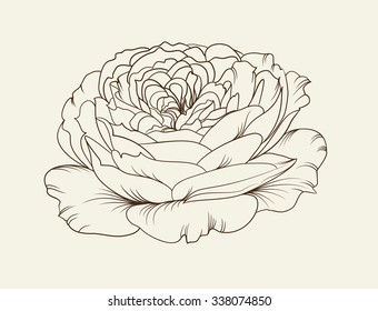 Rose flower. Open flower. Botany set. Vintage flowers. Isolation vector.  . Vector illustration.