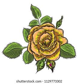 Rose flower open head bud and green leaves. Isolated on white background. Vector.
