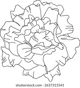 Rose flower outline hand-drawn illustration in minimalist style. Line art botanical sketch, doodle. Great for wedding decor, invitation, happy birthday cards, textile design, colouring books