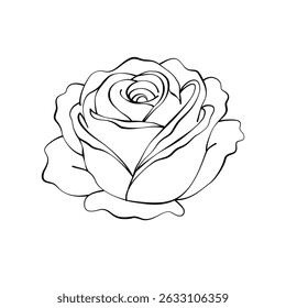 rose flower outline on white background. hand drawn vector illustration	
