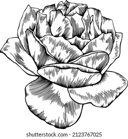 Rose flower outline vector. Hand drawn.