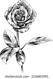 Rose flower outline vector. Hand drawn.