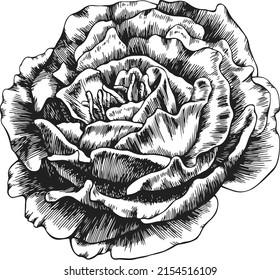 Vector de contorno de flor rosa. Dibujado a mano.
