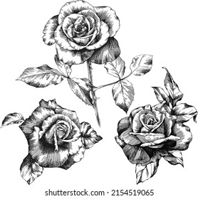 Rose flower outline vector. Hand drawn.