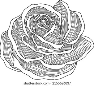 Vector de contorno de flor rosa. Dibujado a mano.