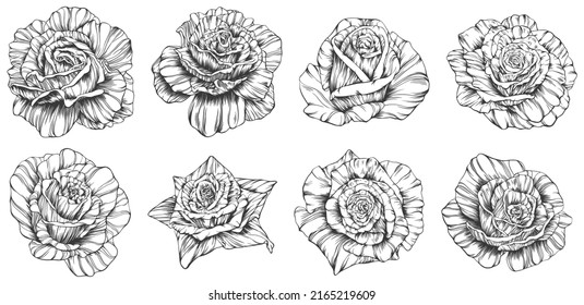 Vector de contorno de flor rosa. Conjunto de vector dibujado a mano