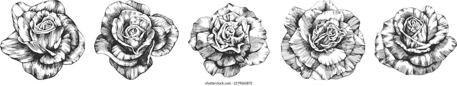 Vector de contorno de flor rosa. Dibujado a mano.