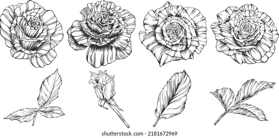 Rose flower outline vector. Hand drawn.