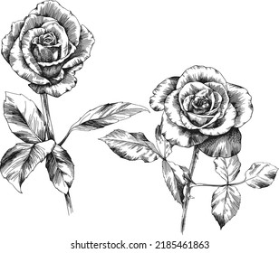 Rose flower outline vector. Hand drawn.