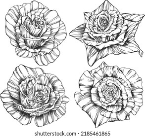 Rose flower outline vector. Hand drawn.