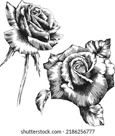 Rose flower outline vector. Hand drawn.