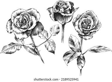 Rose flower outline vector. Hand drawn.