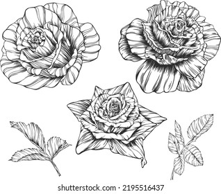 Rosenblume Umrissvektor. Handgezeichnet.
