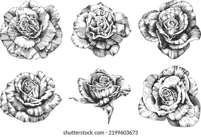 Rose flower outline vector. Hand drawn.