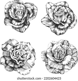 Rose flower outline vector. Hand drawn.