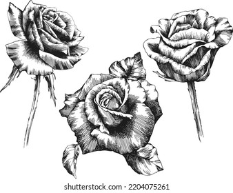 Rose flower outline vector. Hand drawn.