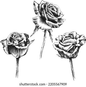 Rose flower outline vector. Hand drawn.